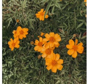Mirabelle & Tagète Lemmonii