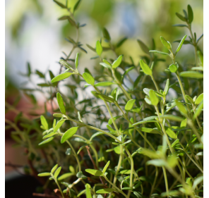 Pickles Oignons Rouges, Moutarde & Thym par La Petite Cueillette