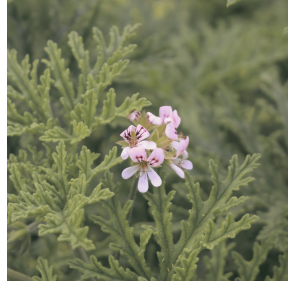 Pickles Chou-fleur poivre de Java & géranium par La Petite Cueillette