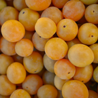 Mirabelle & Tagète Lemmonii