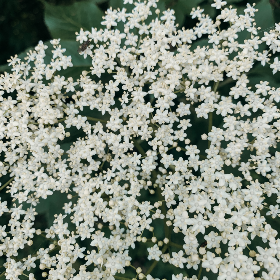 Kiwi Vert - Yuzu & Fleur de Sureau