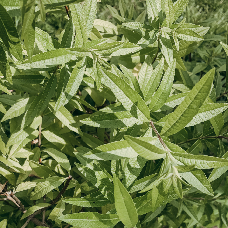 Abricot & Verveine Citronnelle