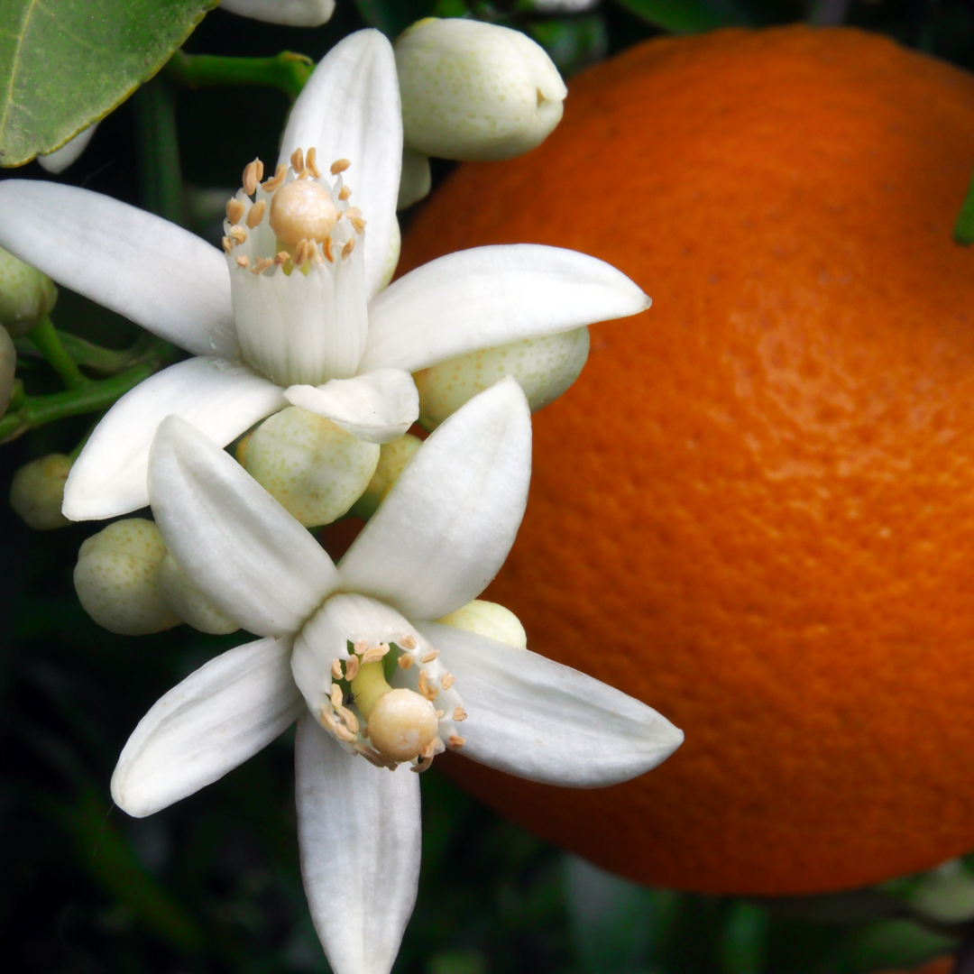 Orange - Bergamote & Fleur d'Oranger