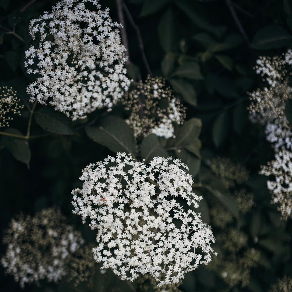 Gariguette - Vanille & Fleur de Sureau