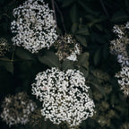 Gariguette - Vanille & Fleur de Sureau