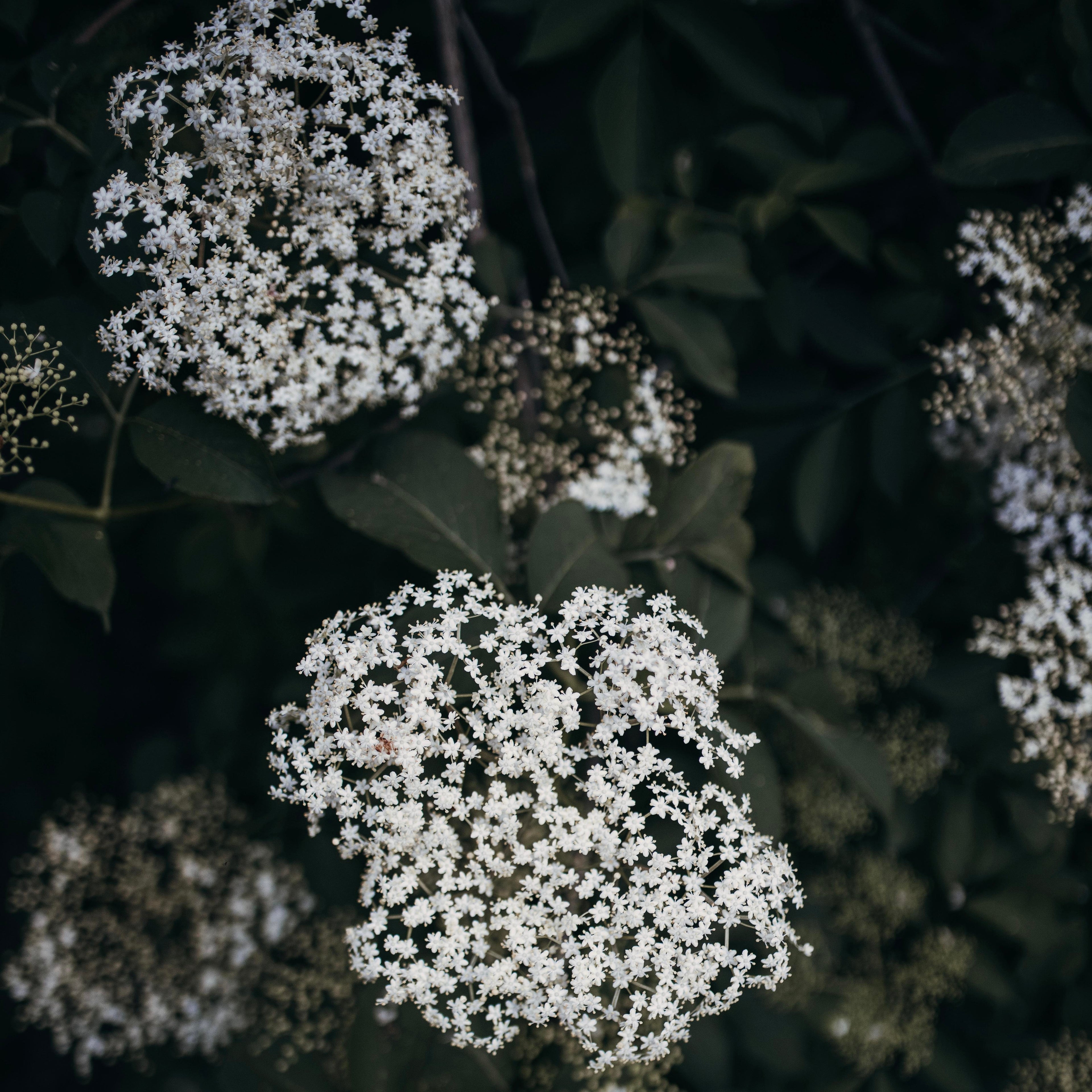 Gariguette - Vanille & Fleur de Sureau