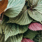 Reine Claude & Shiso