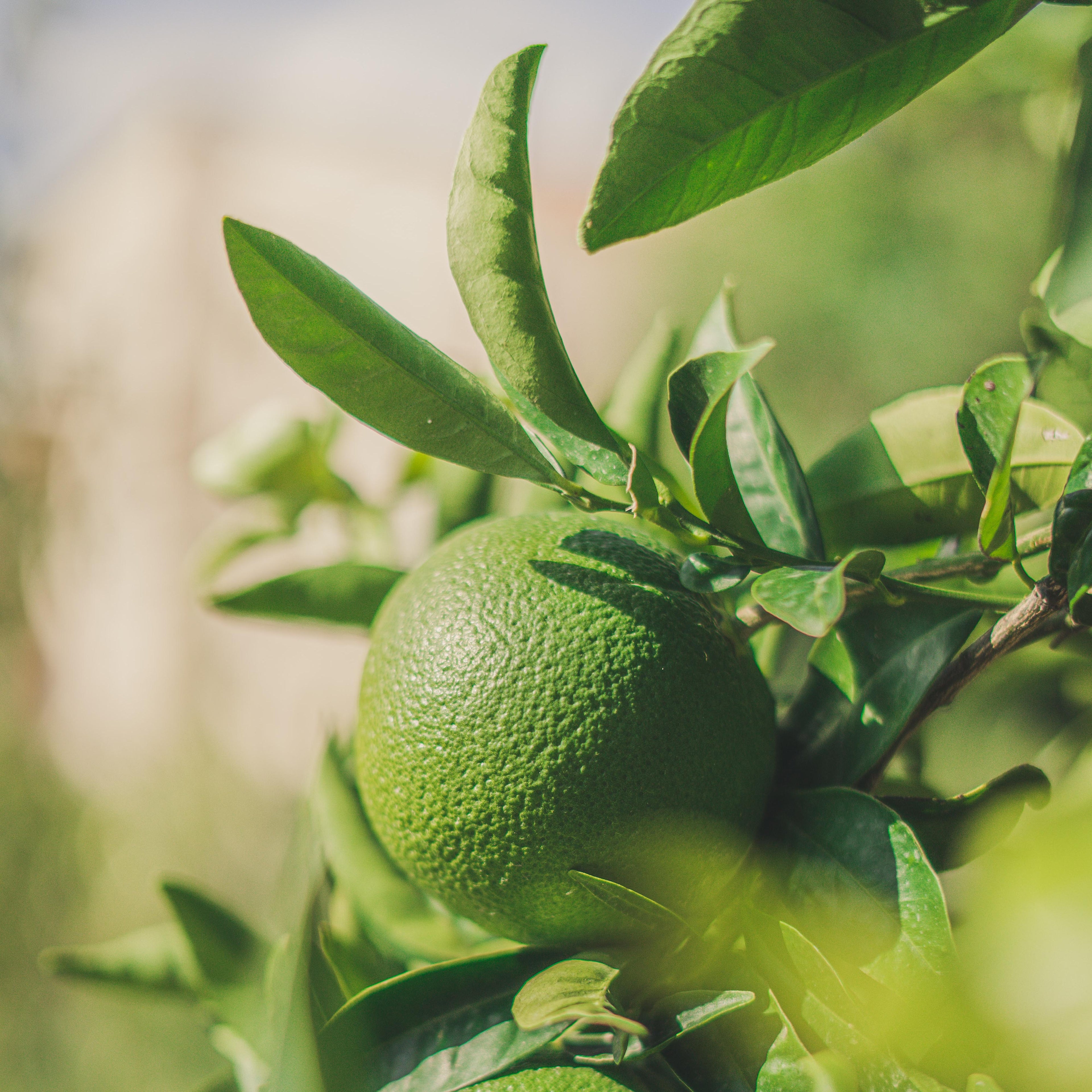 Ananas - Lime & Poivre de Timut