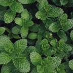 Fraise - Menthe Verte & Poivre de Java