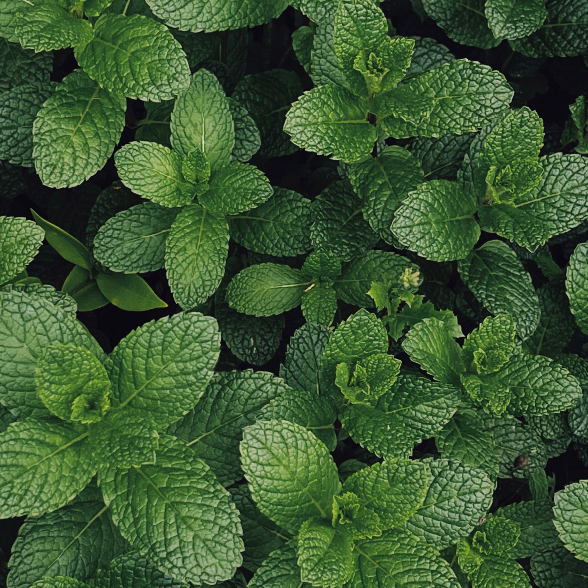 Fraise - Menthe Verte & Poivre de Java