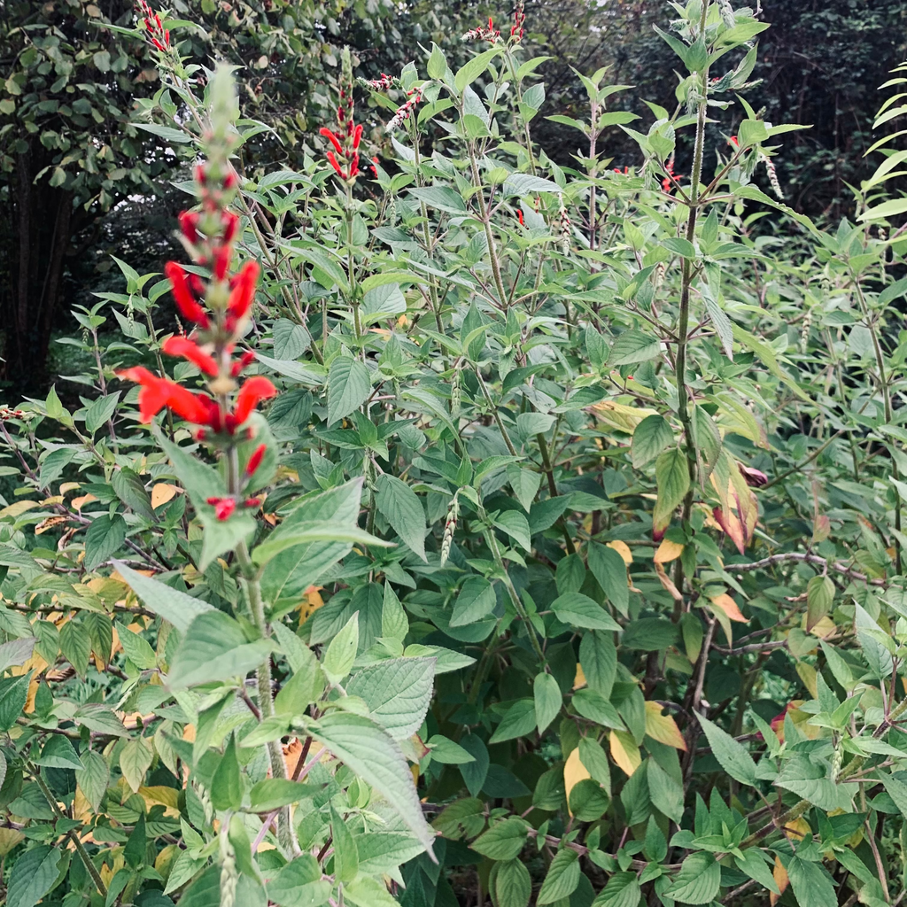 Sauge Ananas - Jardin La Petite cueillette 