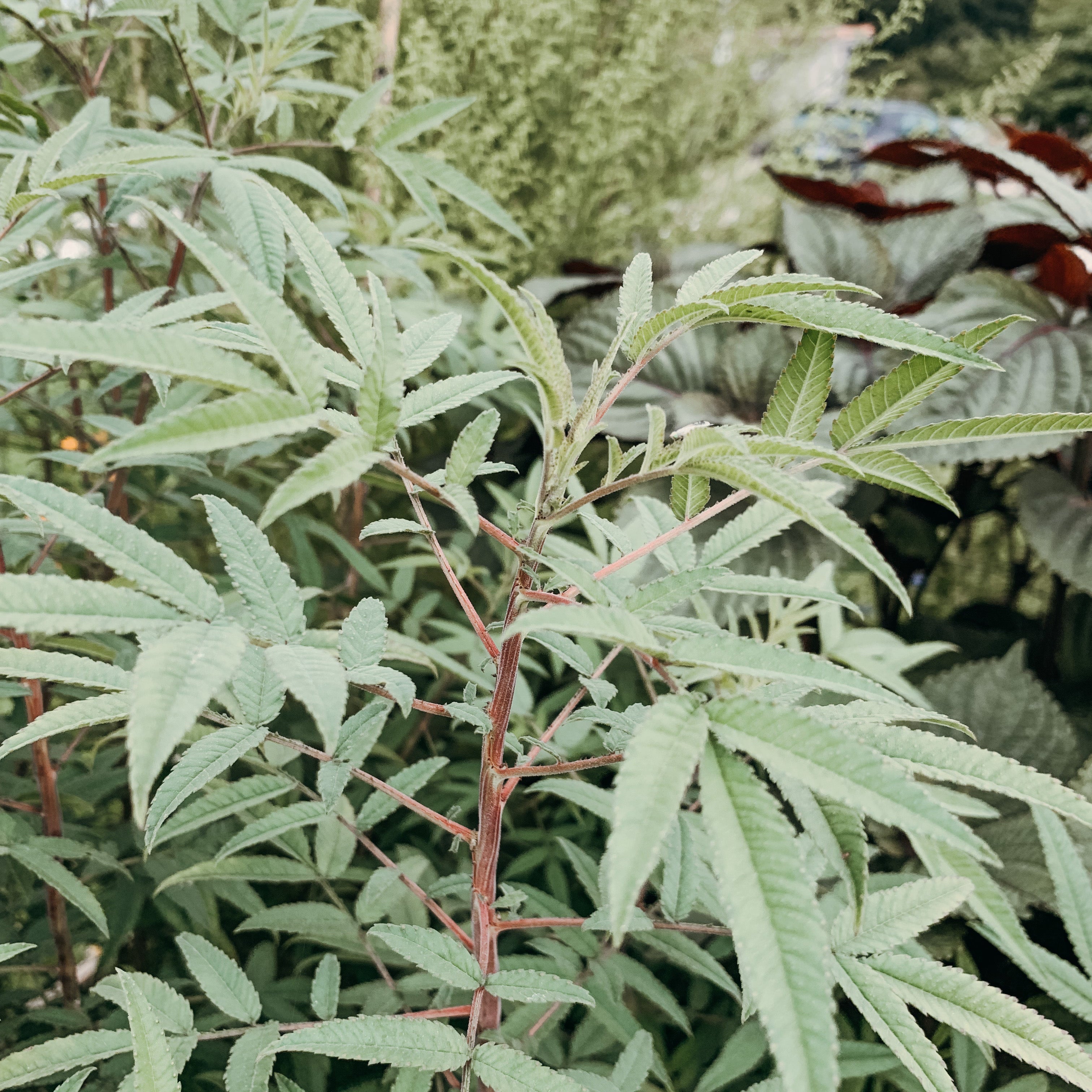 Tagète Lemonnii par La petite Cueillette 
