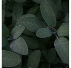 Ail Confit Sauge & Herbes