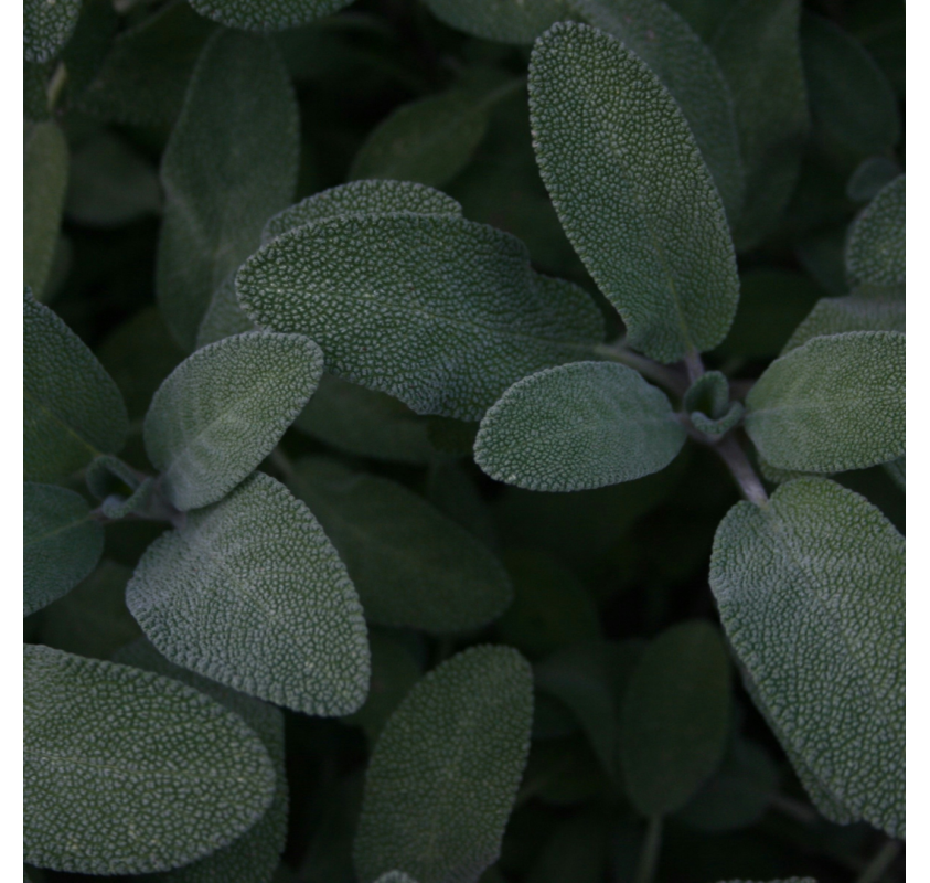 Ail Confit Sauge & Herbes