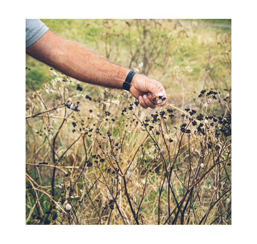 Gelée de Pomme - Wakamé & Poivre des Marais