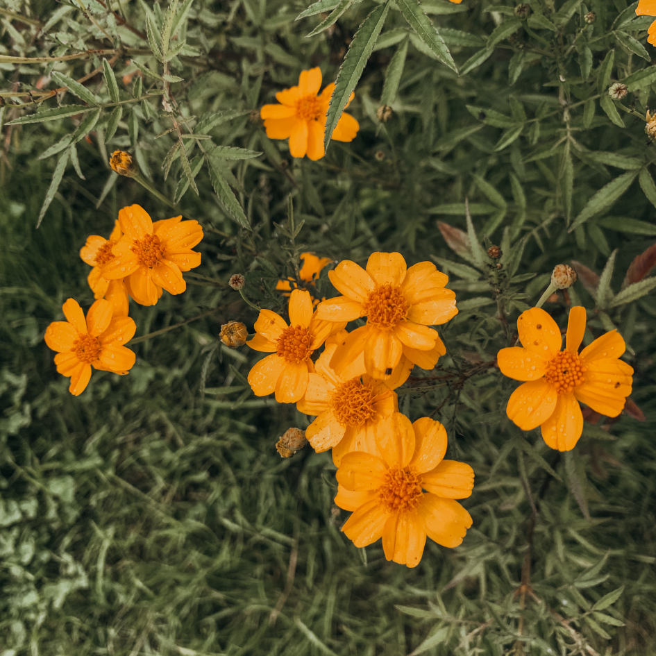 Nectarine & Tagète Lemmonii