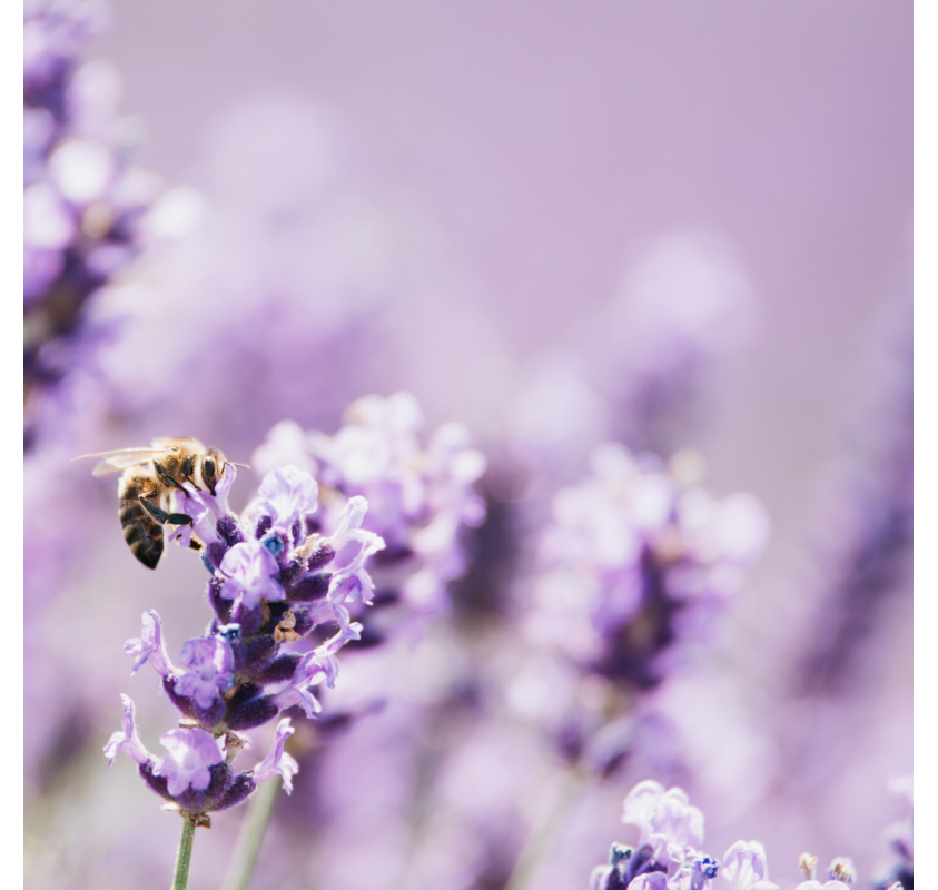 Betterave, Baie de Timut & Lavande