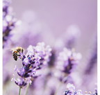 Betterave, Baie de Timut & Lavande