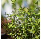 Pickles Oignons Rouges Moutarde & Thym